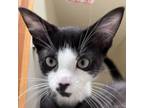 Adopt miles a Domestic Short Hair