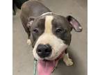 Adopt Gumbo a Pit Bull Terrier