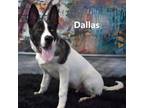 Adopt Dallas a Shepherd