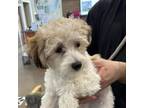 Adopt Chasey a Poodle