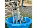 Adopt Forest a Great Pyrenees