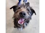 Adopt Cubby a Terrier