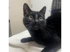 Adopt Marley a Domestic Short Hair