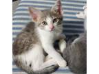 Adopt Phoenix a Domestic Short Hair