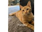 Adopt Pumpkin Fuoco a Tabby, Domestic Short Hair
