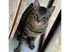 Adopt Tails Brother a Tabby, Domestic Short Hair