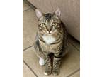 Adopt Tiny Tiger a Tabby, Domestic Short Hair