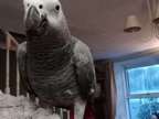 Nice family african grey parrots available