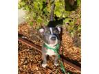 Adopt Yoshi a Australian Cattle Dog / Blue Heeler