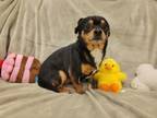 Adopt BENNY a Miniature Pinscher, Parson Russell Terrier