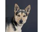Adopt Jericho/Midnight a Cattle Dog, Mixed Breed