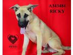 Adopt RICKY a Black Mouth Cur, German Shepherd Dog