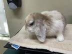 Adopt A514446 a Bunny Rabbit