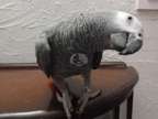 Clean healthy african grey parrot available