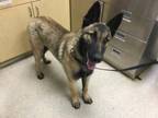 Adopt Dog a German Shepherd Dog