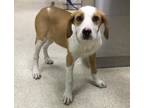 Adopt Dog a Beagle, Mixed Breed