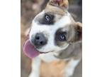 Adopt Chief a Pit Bull Terrier
