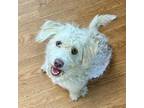 Adopt Mr. Beans a Terrier, Mixed Breed
