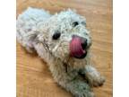 Adopt Timmy a Poodle