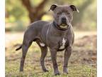 Adopt Chewy a American Bully