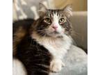 Adopt Greg a Domestic Long Hair