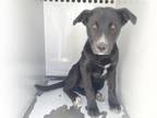 Adopt A237567 a Labrador Retriever, Mixed Breed