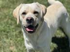 Adopt WARREN a Labrador Retriever