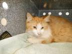 Adopt THUNDER a Domestic Medium Hair