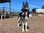 Adopt ROCKY a German Shepherd Dog, Mixed Breed