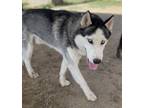 Adopt Cordae a Husky, Mixed Breed