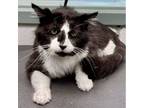 Adopt Klay a Domestic Long Hair