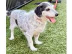 Adopt Axel a Parson Russell Terrier, Mixed Breed