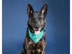 Adopt PLUTO a Dutch Shepherd, Mixed Breed