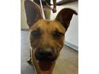 Adopt JAZZ a German Shepherd Dog, Mixed Breed