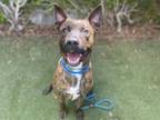 Adopt BOLT a American Staffordshire Terrier