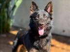 Adopt JET a German Shepherd Dog, Mixed Breed