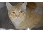 Adopt SIMBA a Domestic Short Hair