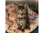 Adopt Medrano a Domestic Short Hair