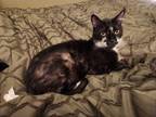 Adopt ROSCOE a Domestic Short Hair