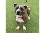 Adopt NAPOLEON a Pit Bull Terrier