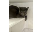 Adopt ADMIRAL MEOWINGTON a Domestic Short Hair