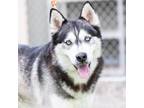 Adopt SKYWALKER a Siberian Husky