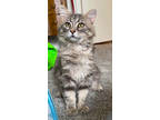 Adopt CLANCY a Maine Coon, Tabby