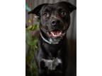 Adopt PHLOX a Labrador Retriever