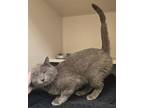 Adopt SMOKEY a Domestic Short Hair