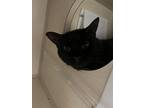 Adopt MOHICAN a Domestic Short Hair