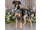 Adopt MEMPHIS a Bluetick Coonhound, Doberman Pinscher