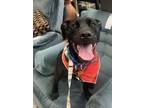 Adopt Zuko a Pit Bull Terrier, Mixed Breed