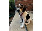 Adopt Big Boy (Oreo's Litter) a Beagle, Hound