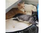 Adopt Star-Lord Bonded to Groot a Domestic Short Hair